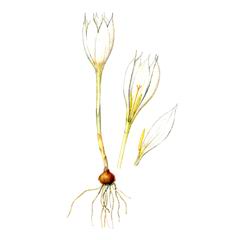 Шафран Долинный / Crocus Vallicola