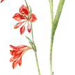 Шпажник Болотный / Gladiolus Palustris