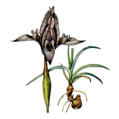 Касатик (ирис) Остродольный / Iris Acutiloba