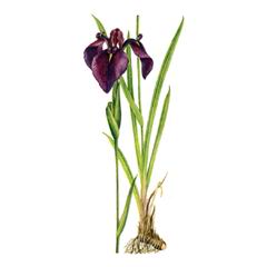 Касатик (ирис) Мечевидный / Iris Ensata I. Kaempferi Siebold Ex Lem.
