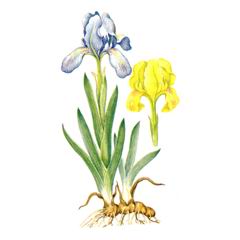 Касатик (ирис) Карликовый / Iris Pumila