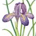 Касатик (ирис) Тигровый / Iris Tigridia