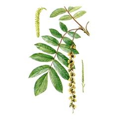Лапина Крылоплодная / Pterocarya Pterocarpa