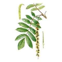   / Pterocarya Pterocarpa