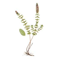 Тимьян Красивенький / Thymus Pulchellus