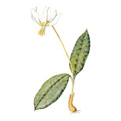 Кандык Кавказский / Erythronium Caucasicum