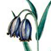   / Fritillaria Caucasica