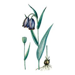   / Fritillaria Caucasica