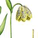   / Fritillaria Dagana