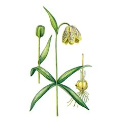 Рябчик Дагана / Fritillaria Dagana