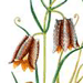   / Fritillaria Ussuriensis