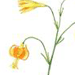   / Lilium Callosum