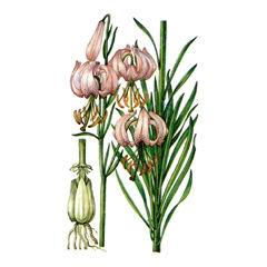   / Lilium Cernuum