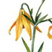   () / Lilium Lancifolium L. Tigrinum Ker.-Gawl.