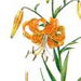   () / Lilium Pseudotigrinum L. Maximowiczii Regel