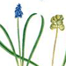   / Muscari Coeruleum