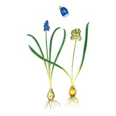 Мускари Голубой / Muscari Coeruleum
