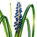   / Muscari Dolichanthum