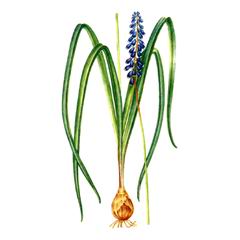   / Muscari Dolichanthum