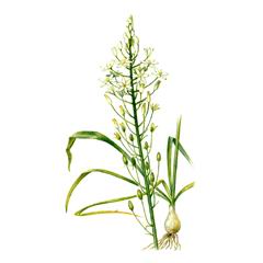 Птицемлечник Дуговидный / Ornithogalum Arcuatum