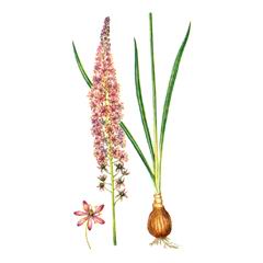 Пролеска Пролесковидная / Scilla Scilloides S. Japonica Thunb. Baker