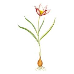 Тюльпан Липского / Tulipa Lipskyi