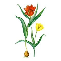 Тюльпан Шренка / Tulipa Shrenckii