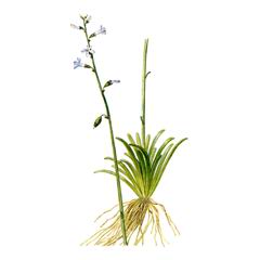 Лобелия Дортманна / Lobelia Dortmanna