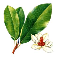 Магнолия Обратнояйцевидная / Magnolia Obovata
