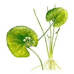 Болотоцветник Корейский / Nymphoides Coreana