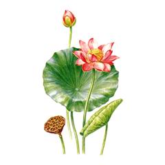 Лотос Oрехоносный / Nelumbo Nucifera Incl. N. Caspica D. C. Fish., N. Komarovii Grossh.