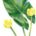 Кубышка Японская / Nuphar Japonica