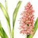   / Anacamptis Pyramidalis