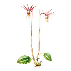 Калипсо Луковичная / Calypso Bulbosa