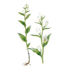 Пыльцеголовник Крупноцветковый / Cephalanthera Damasonium