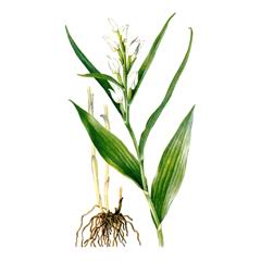 Пыльцеголовник Длинноприцветниковый / Cephalanthera Longibracteata