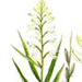   / Cephalanthera Longifolia