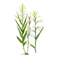 Пыльцеголовник Длиннолистный / Cephalanthera Longifolia