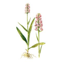 Пальцекорник Балтийский / Dactylorhiza Baltica Orchis Baltica Klinge Nevski