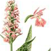   / Dactylorhiza Majalis Orchis Majalis Reichenb.