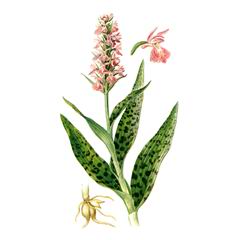 Пальцекорник Майский / Dactylorhiza Majalis Orchis Majalis Reichenb.