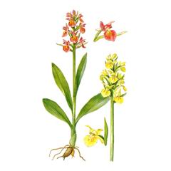 Пальцекорник Бузинный / Dactylorhiza Sambucina Orchis Sambucina L.
