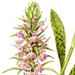   / Dactylorhiza Triphylla Orchis Triphylla C. Koch, O. Lancibracteata C. Koch, O. Amlyoloba Nevski