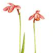 Элеорхис Японский / Eleorchis Japonica Arethusa Japonica A. Gray
