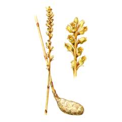 Гастродия Высокая / Gastrodia Elata