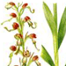   / Himantoglossum Formosum