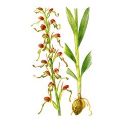 Ремнелепестник Прекрасный / Himantoglossum Formosum
