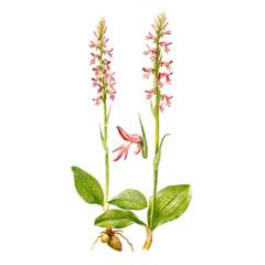 Неоттианте Клобучковая / Neottianthe Cucullata Gymnadenia Cucullata L. Rich.