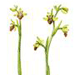   / Ophrys Caucasica