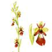   / Ophrys Insectifera